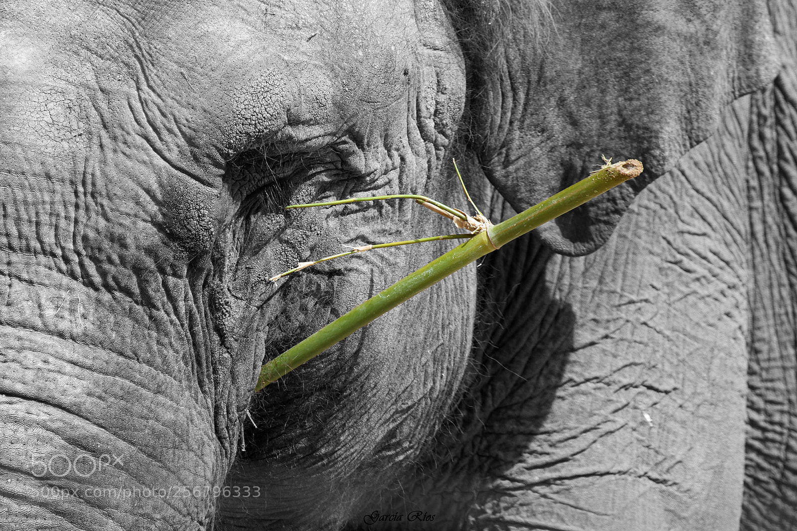 Canon EOS 750D (EOS Rebel T6i / EOS Kiss X8i) sample photo. Elefante.  photography