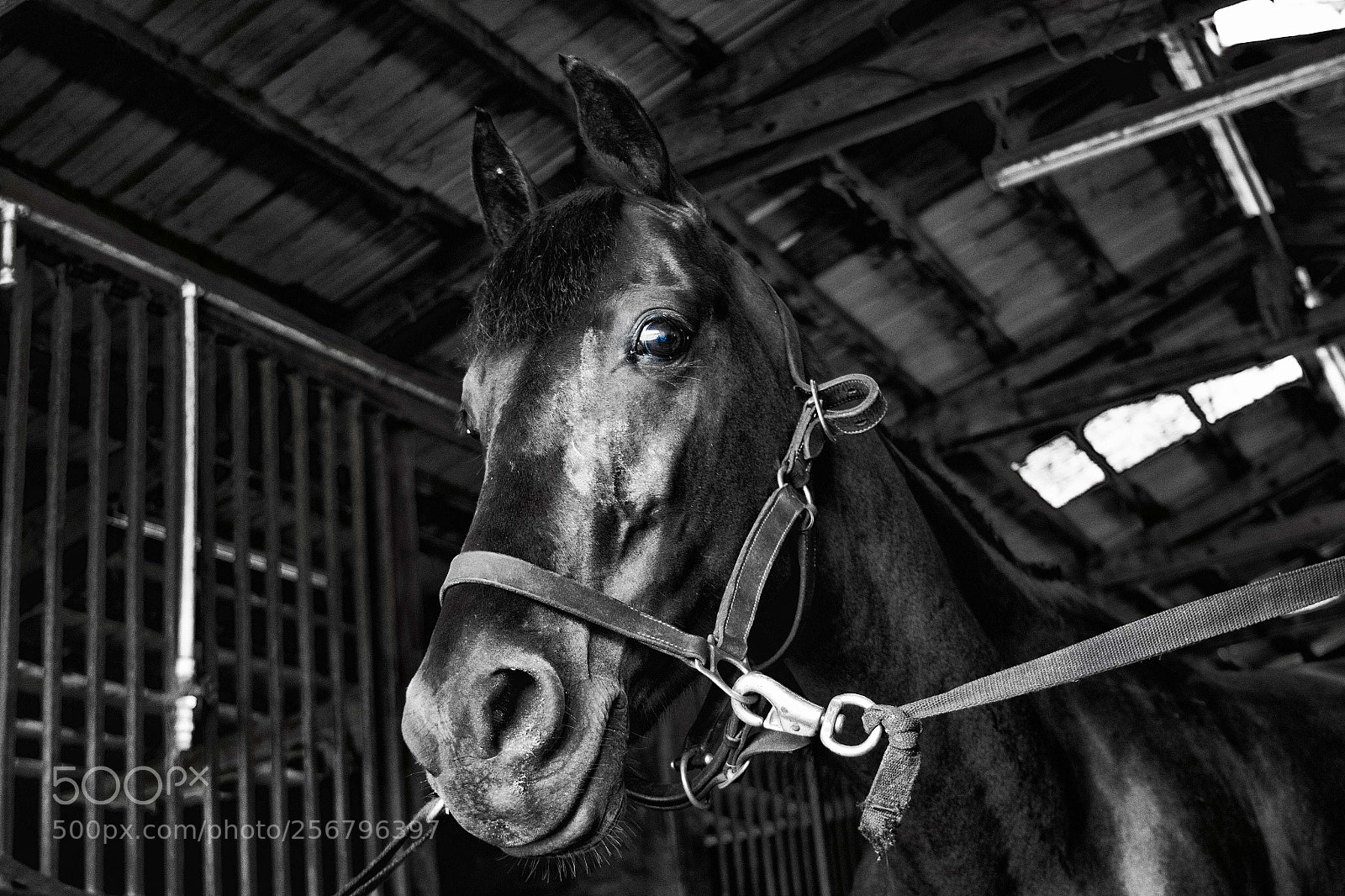 Canon EOS 70D sample photo. Black horse photography