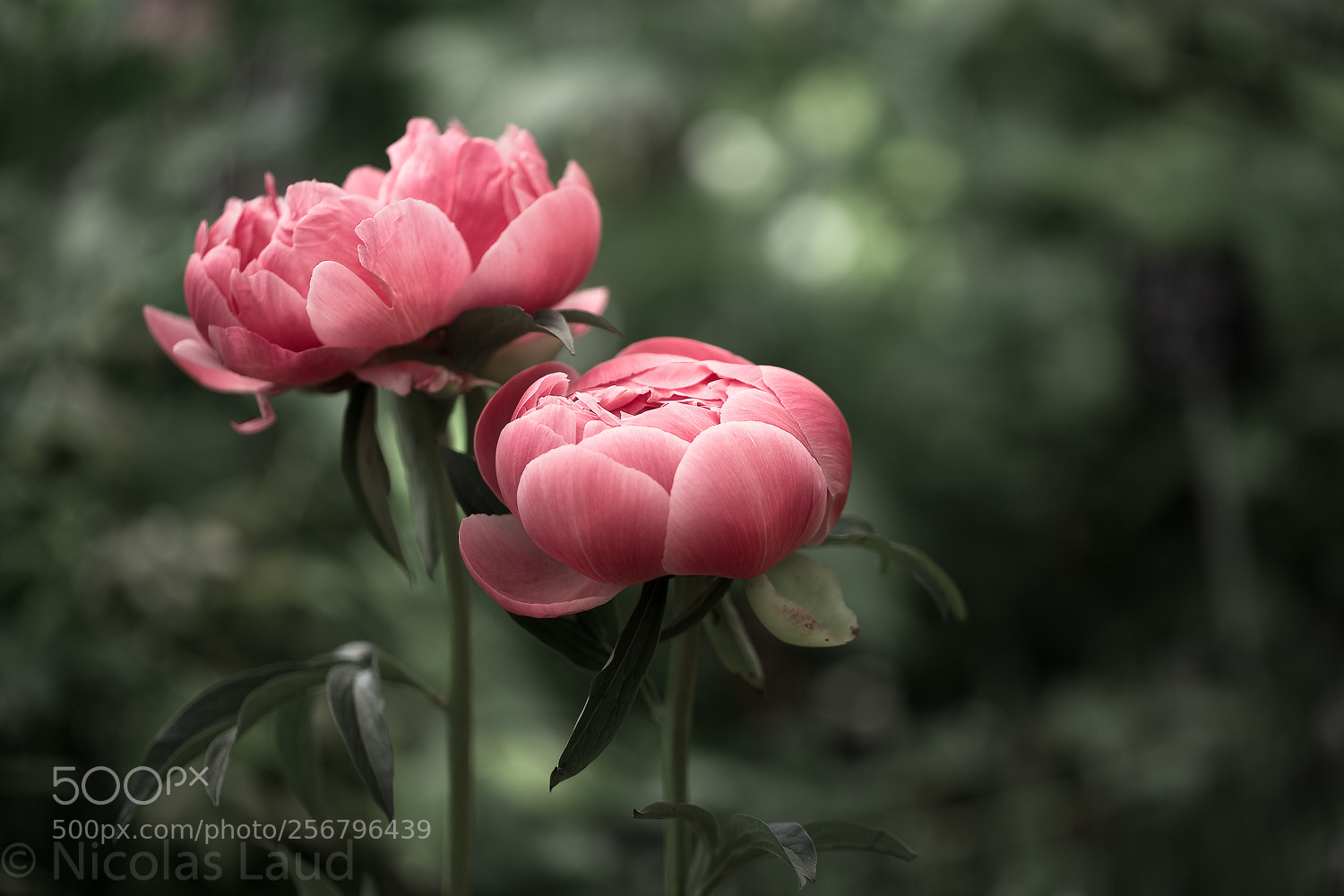 Canon EOS 6D sample photo. Pivoine photography