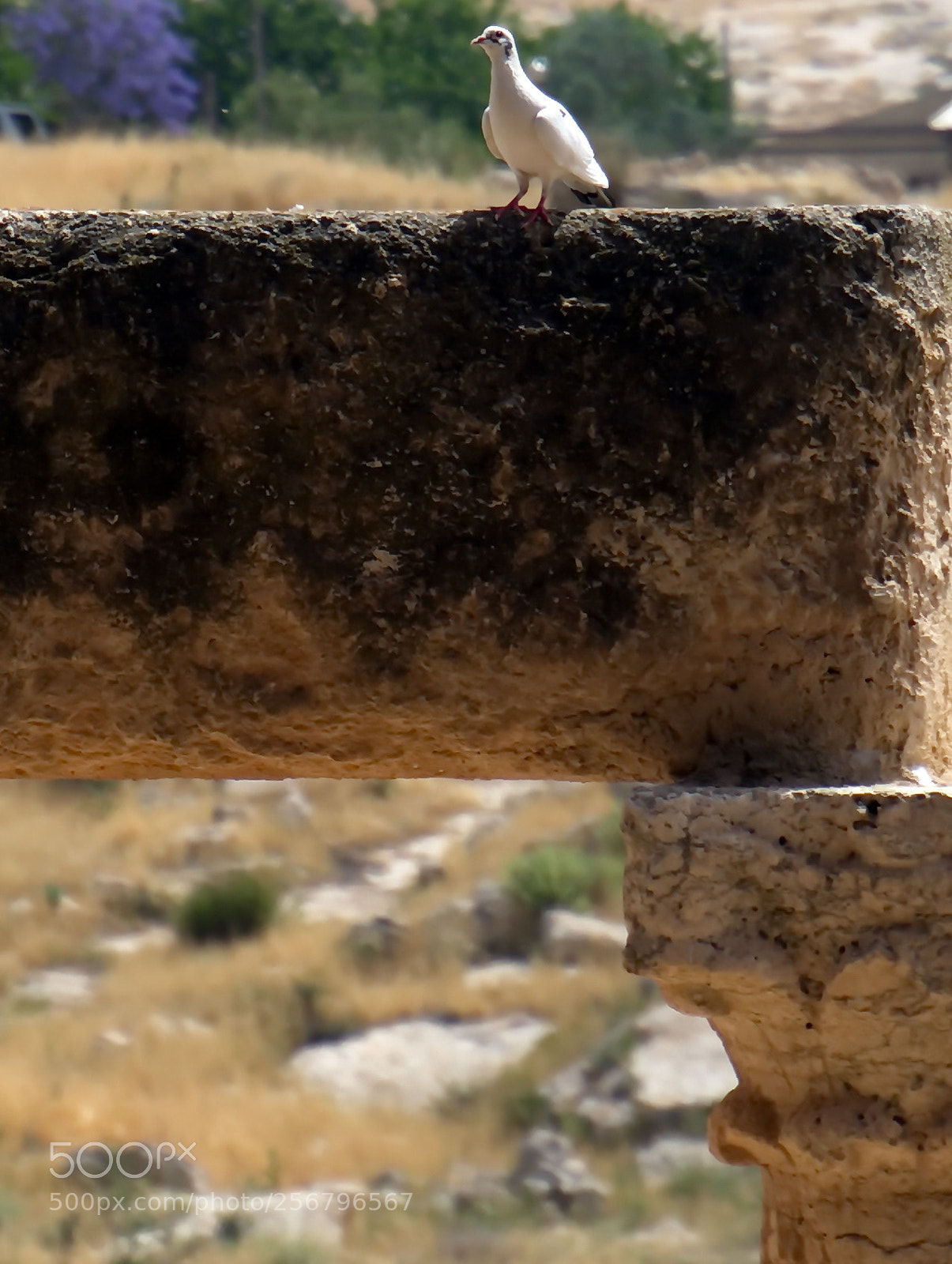 Nikon D7200 sample photo. Gate of peace photography