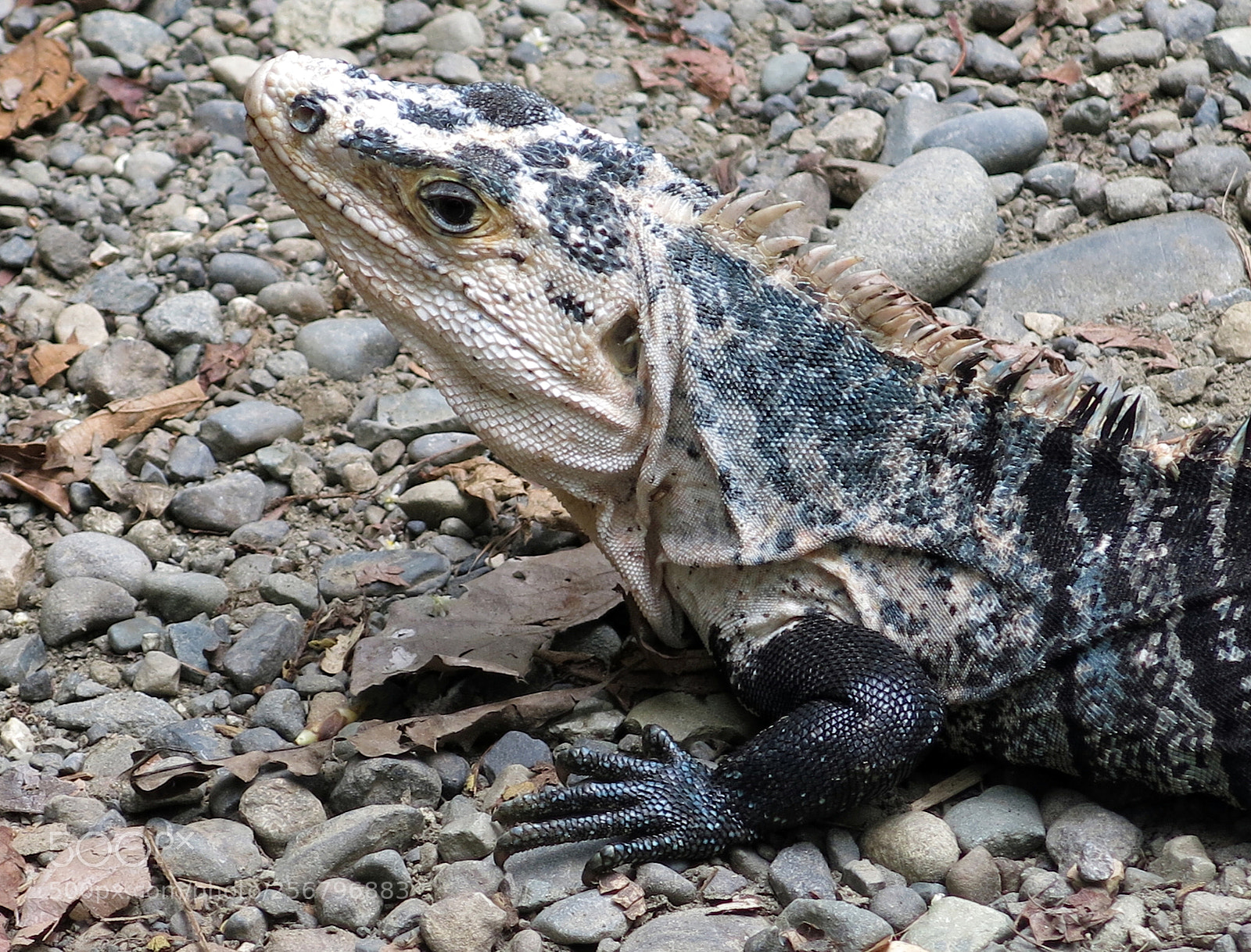 Canon PowerShot G15 sample photo. Img_0181-0.jpg iguana photography