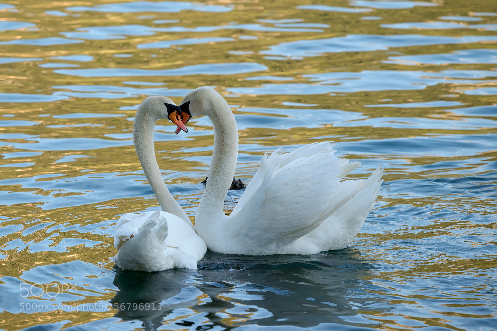 Nikon D810 sample photo. Love photography