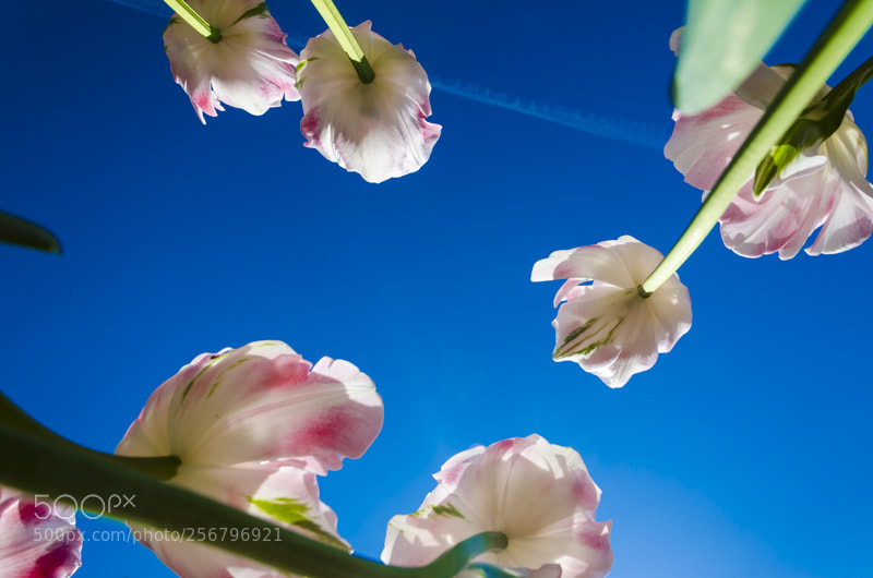 Nikon D7000 sample photo. Violet tulips photography