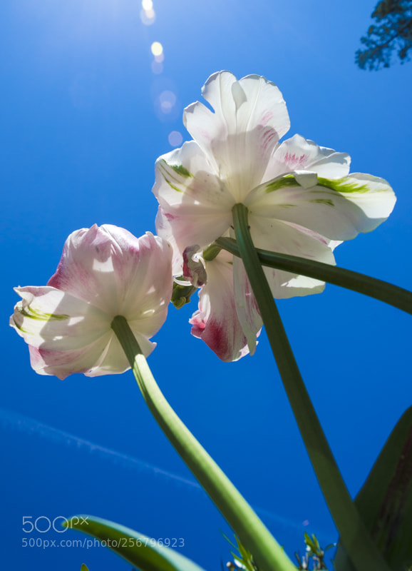 Nikon D7000 sample photo. Two tulips in the photography