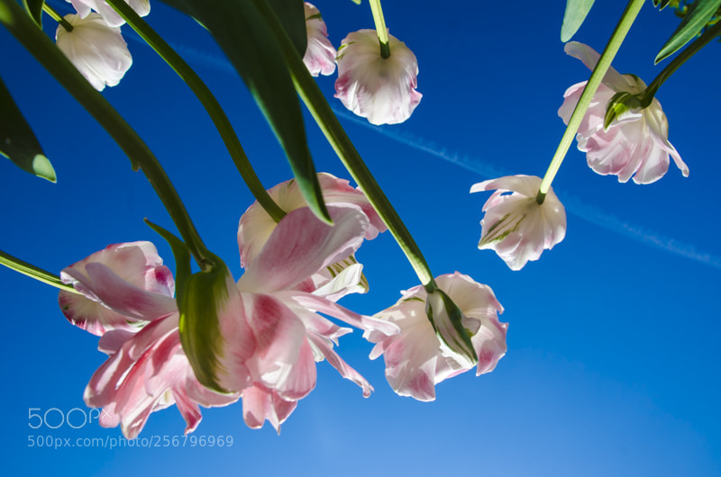 Nikon D7000 sample photo. Purple & white tulips photography