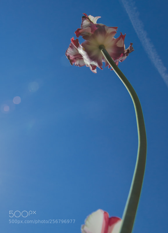 Nikon D7000 sample photo. Single tulips launched in photography