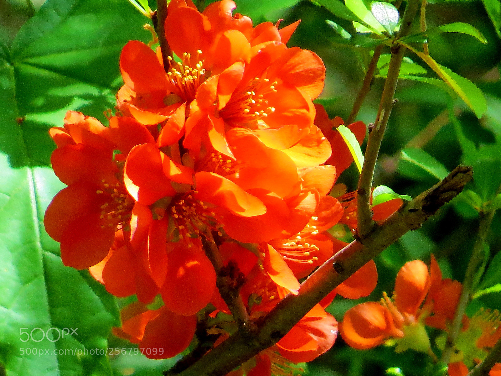 Canon PowerShot SX50 HS sample photo. Red explosion. photography