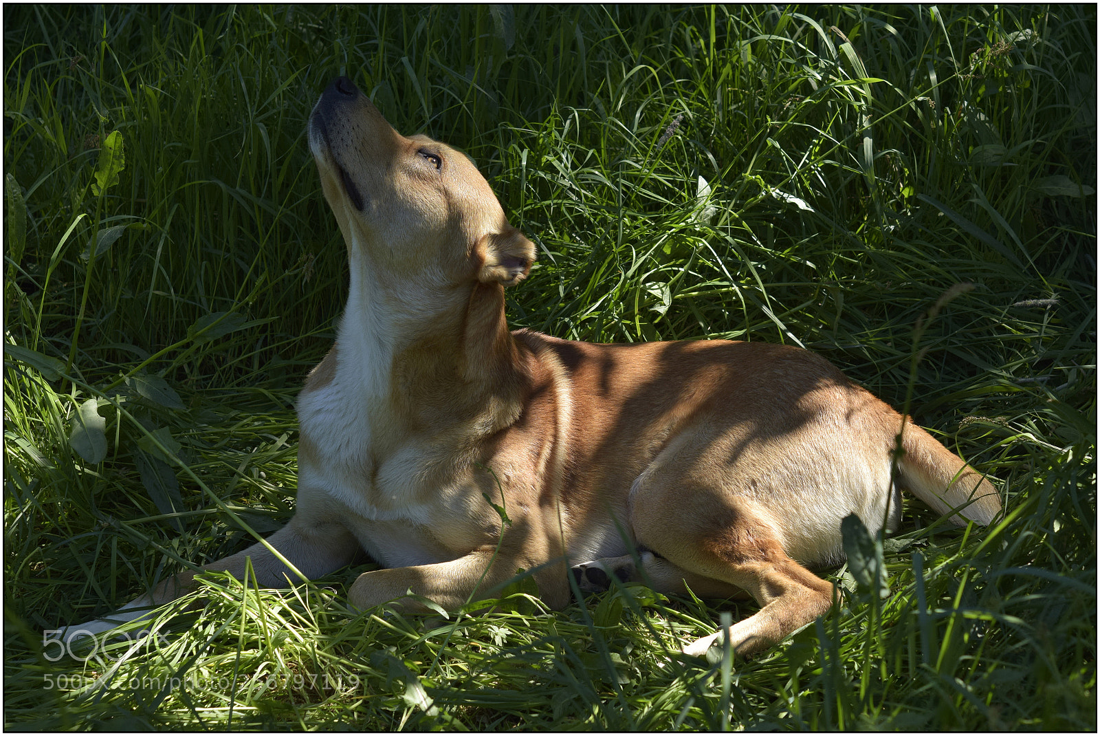 Nikon D3300 sample photo. Vivo, the shadow and photography