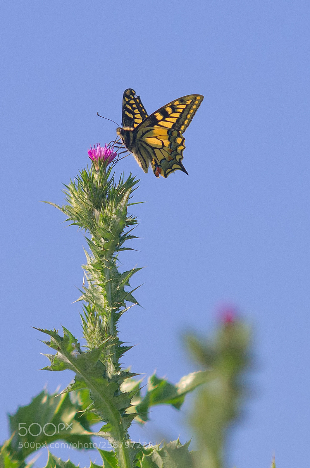 Pentax K-5 sample photo. The yellow butterfly photography