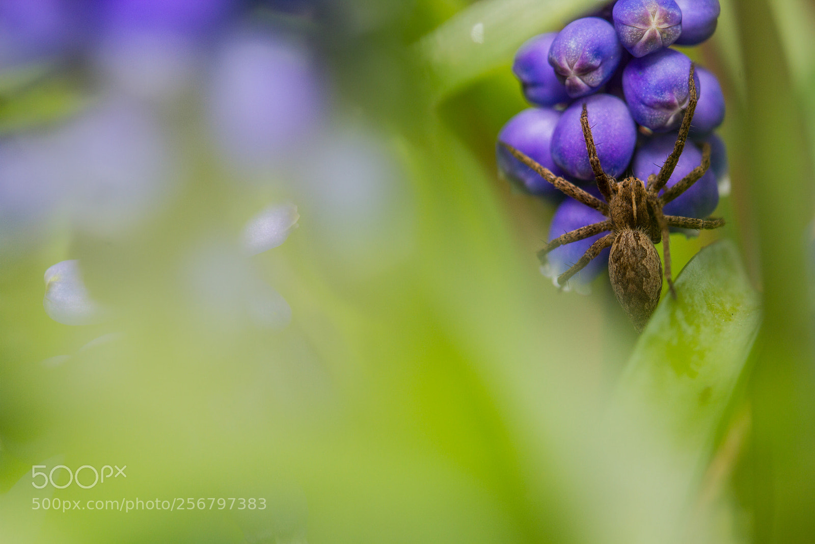 Canon EOS 7D sample photo. Pisaura mirabilis photography