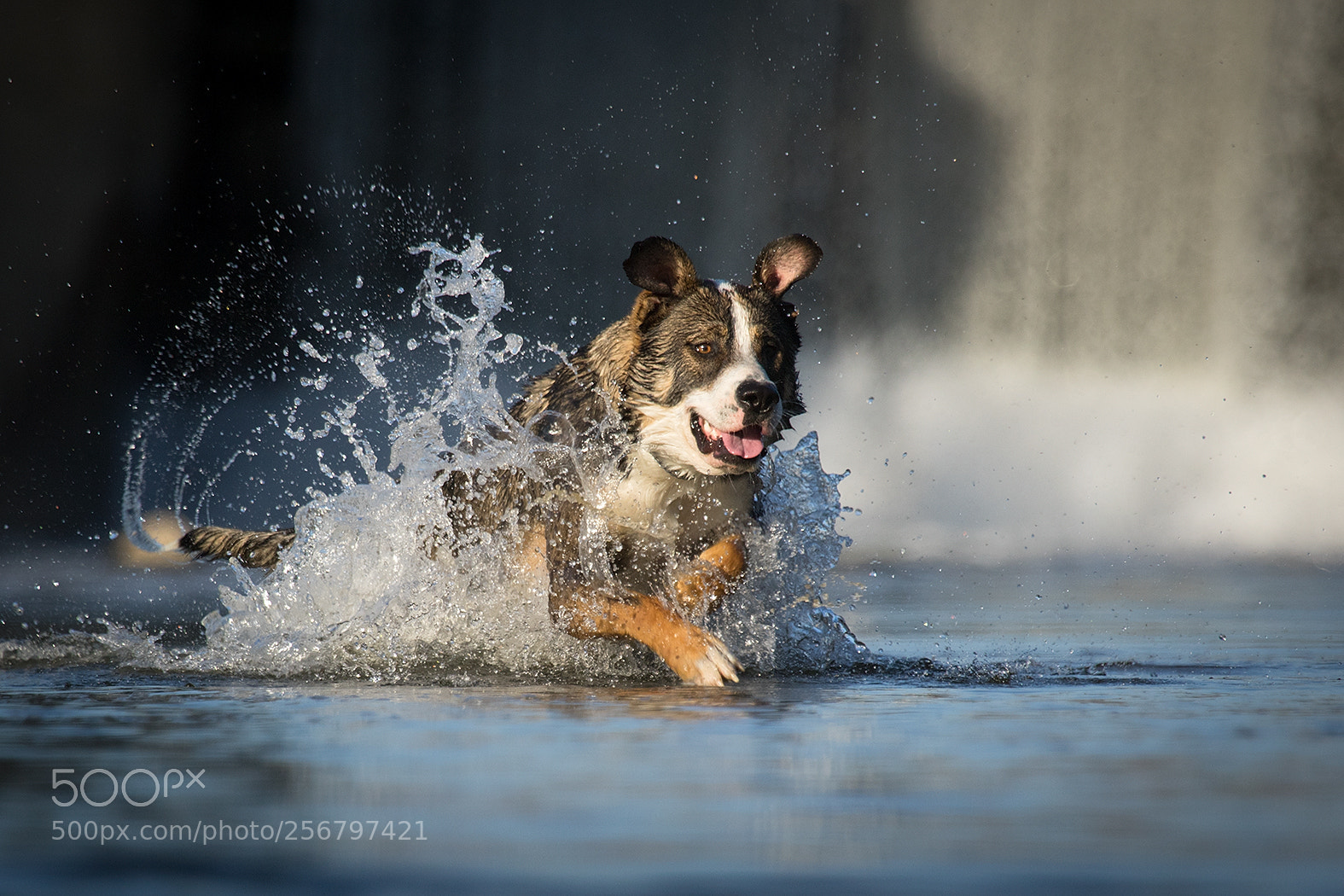 Canon EOS 7D Mark II sample photo. Dog photography