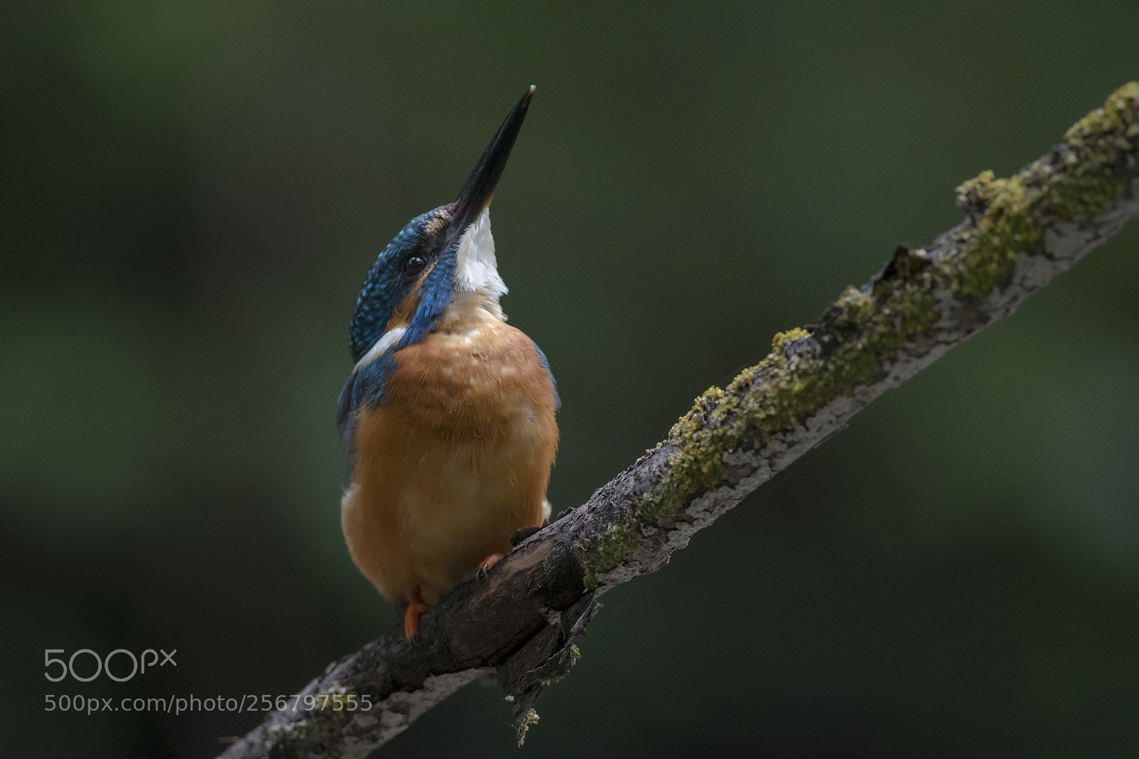 Nikon D500 sample photo. An arrow photography