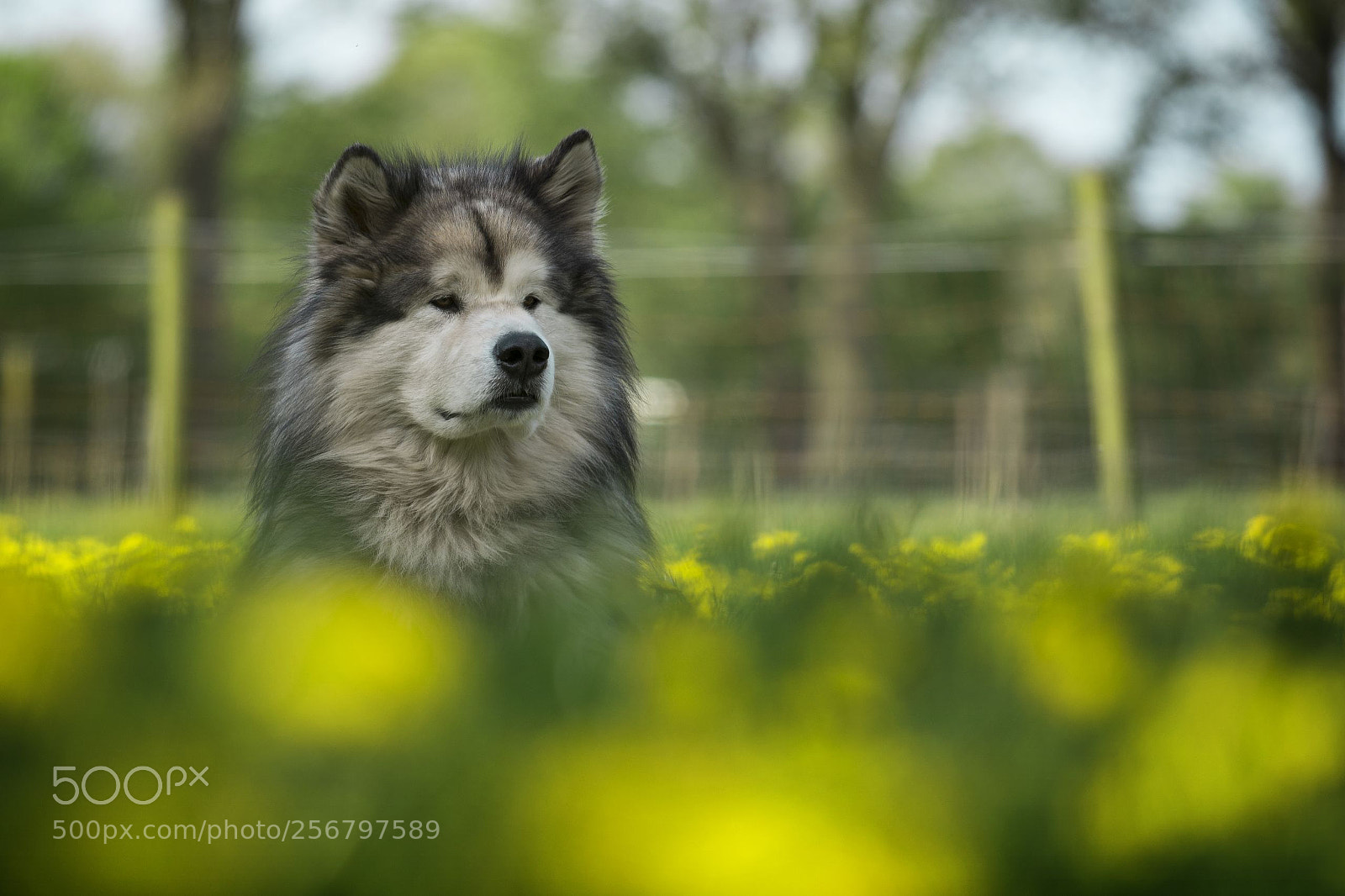 Nikon D7200 sample photo. Spring photography