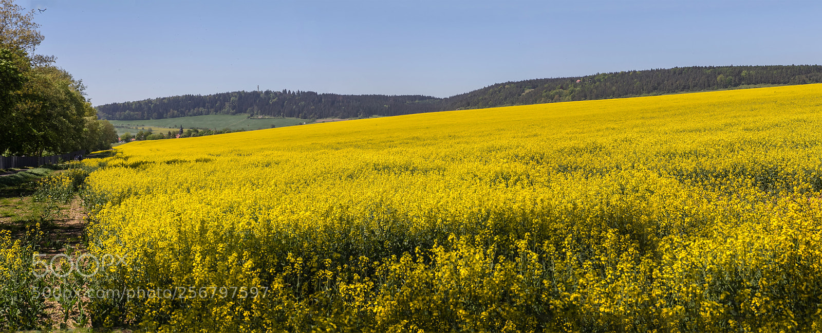 Canon EOS 60D sample photo. Rape field by highfield photography