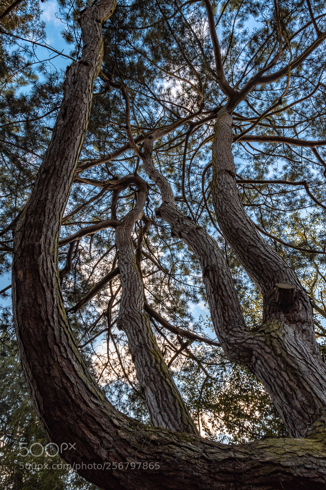 Canon EOS 77D (EOS 9000D / EOS 770D) sample photo. Tree photography