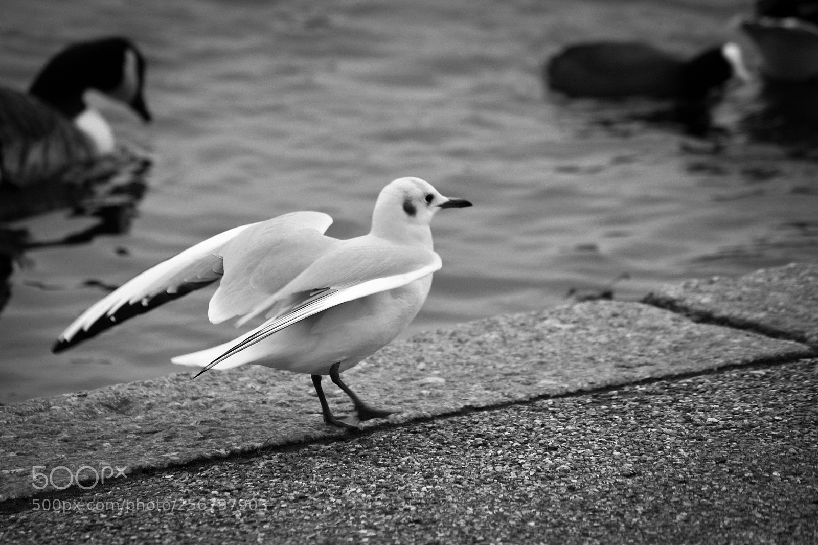 Fujifilm X-T1 sample photo. Photostream photography