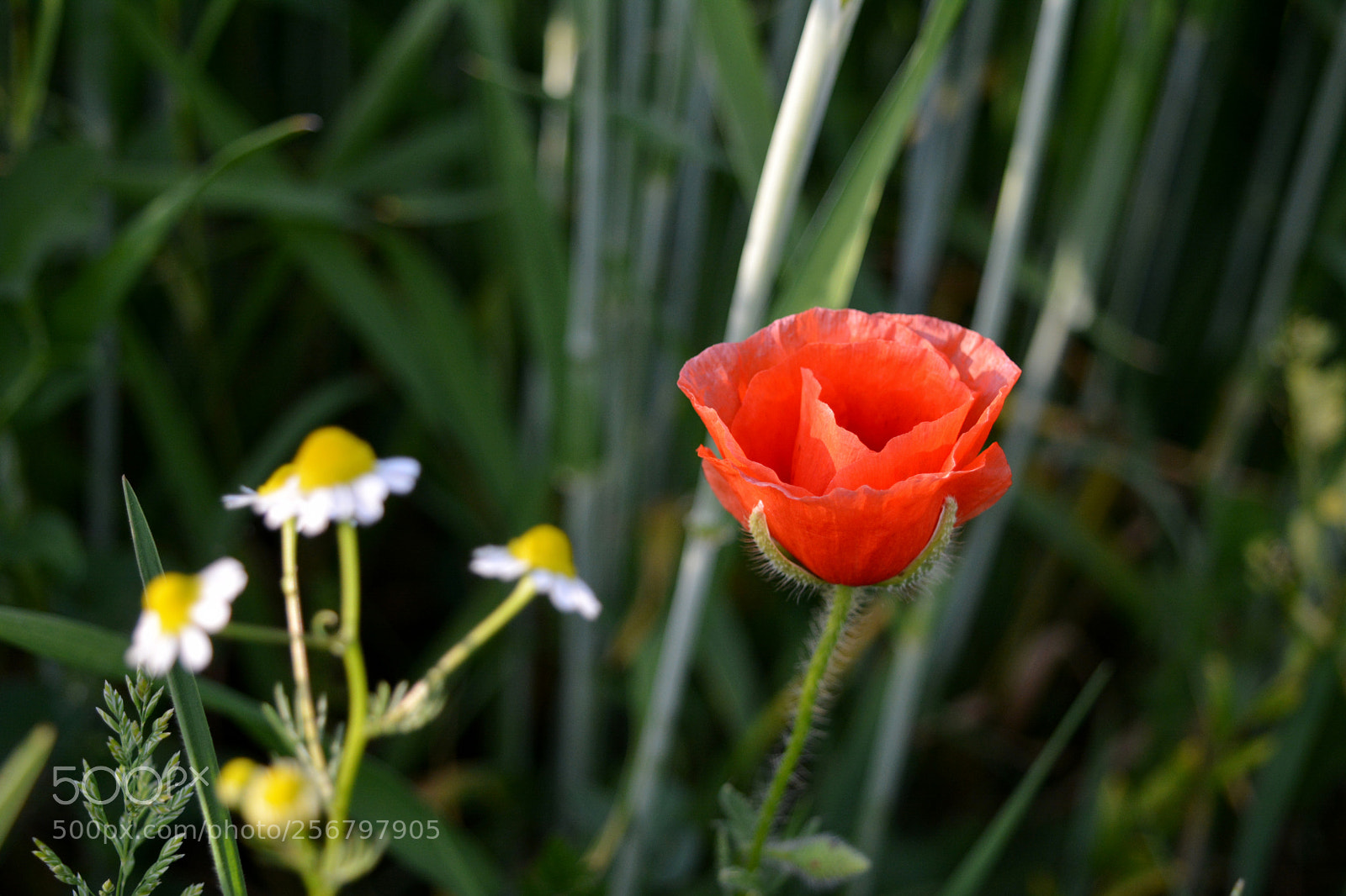 Nikon D5200 sample photo. Poppy photography