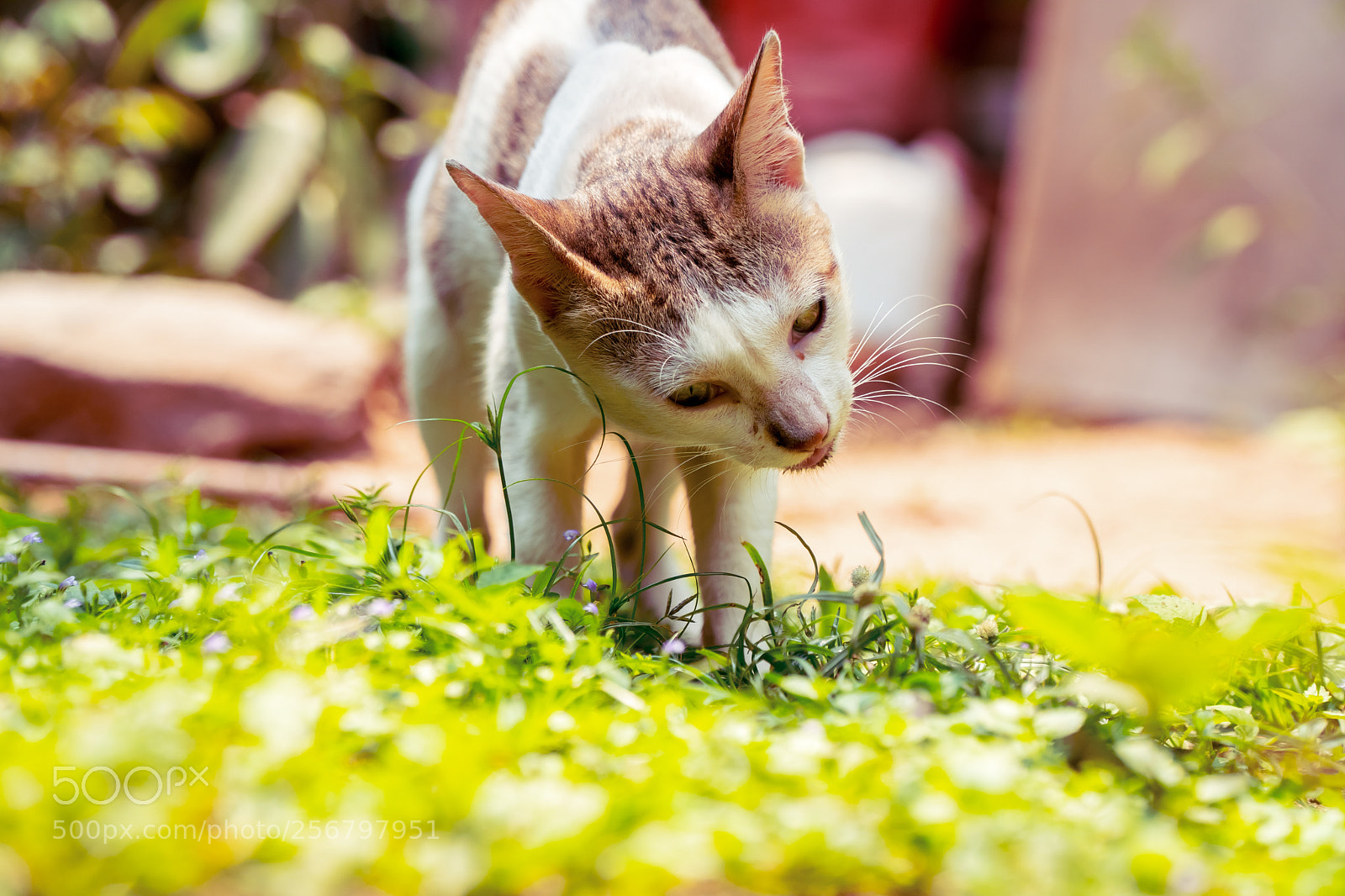 Sony a6300 sample photo. Cat's pride photography