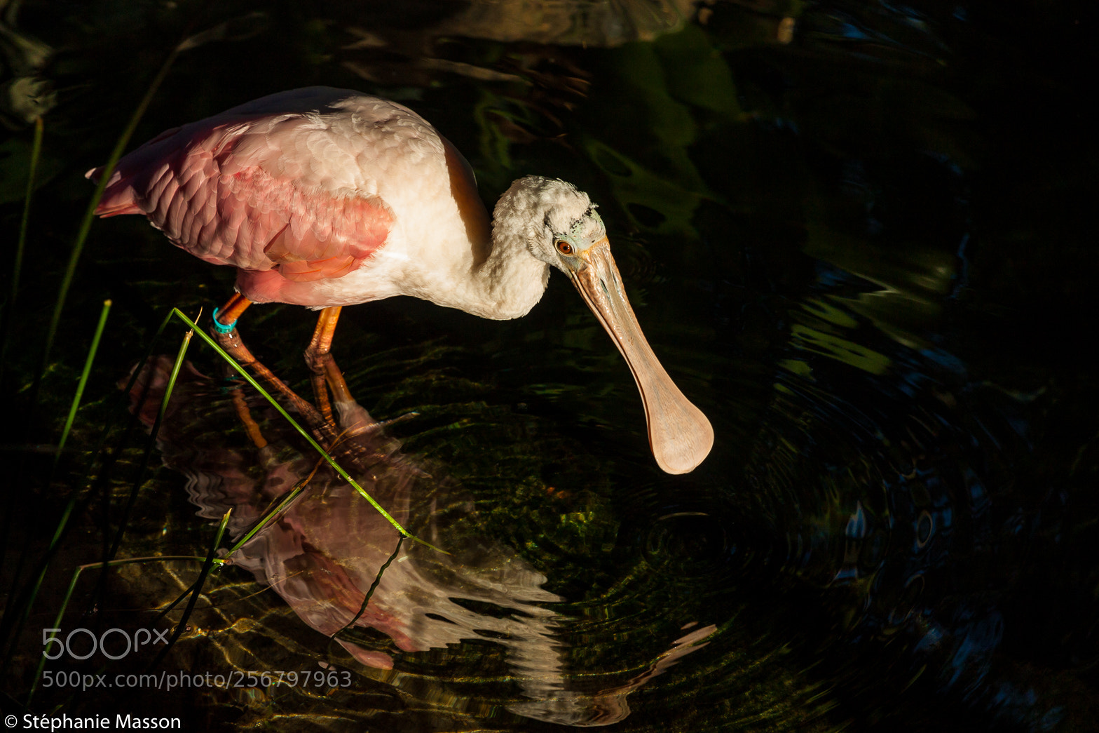 Canon EOS 450D (EOS Rebel XSi / EOS Kiss X2) sample photo. Roseate spoonbill photography