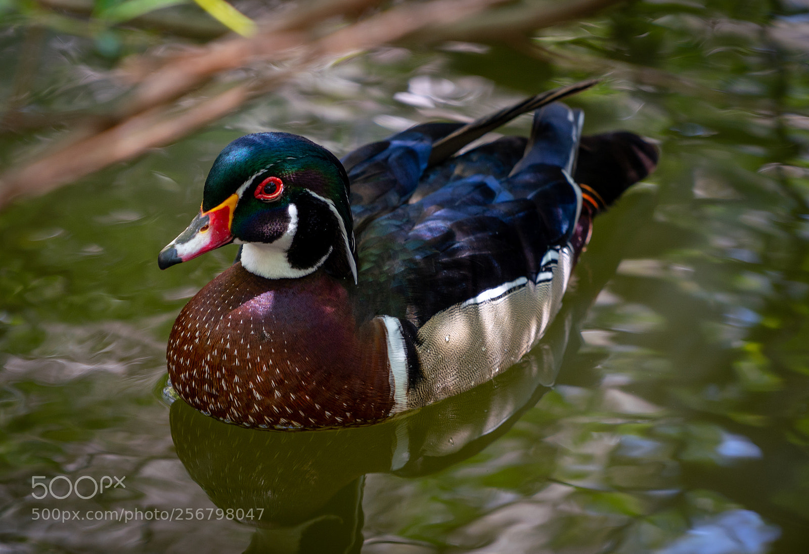 Sony a7R III sample photo. Duck photography