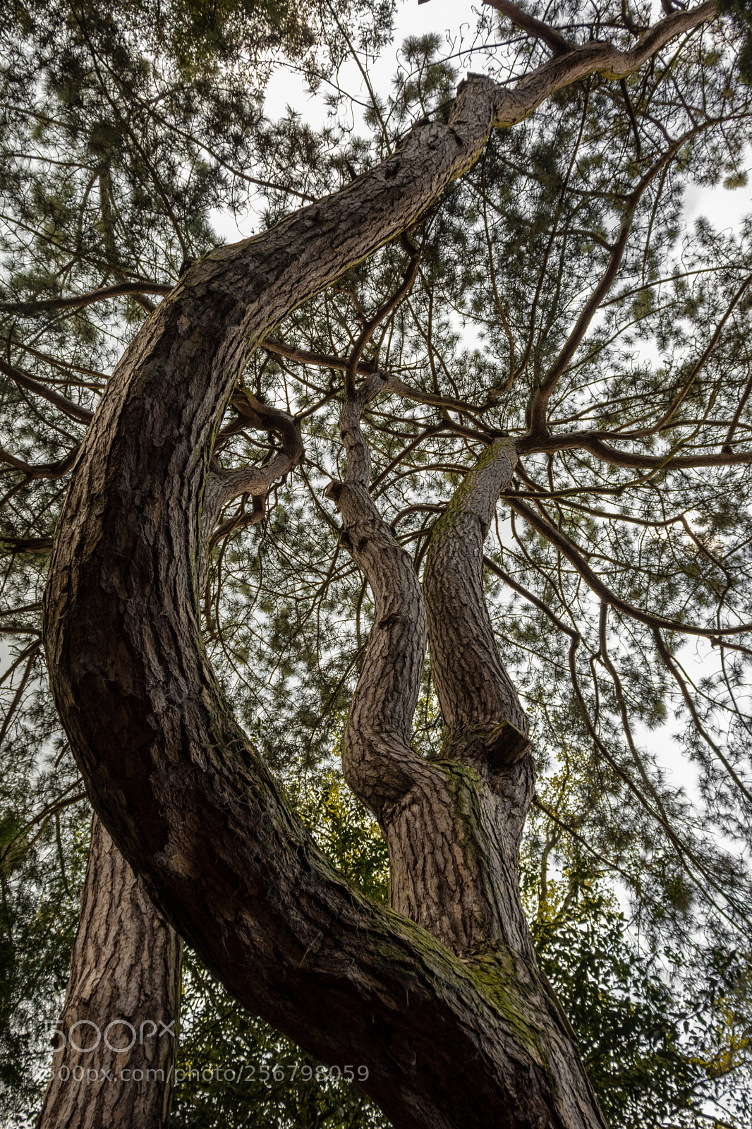Canon EOS 77D (EOS 9000D / EOS 770D) sample photo. Tree photography