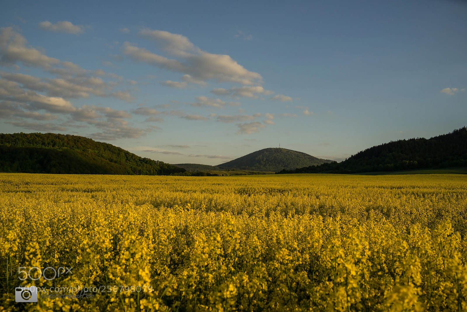 Sony a7R sample photo. Spring in poland photography