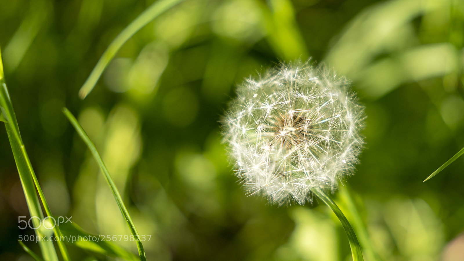 Sony a7R III sample photo. Dandelion photography