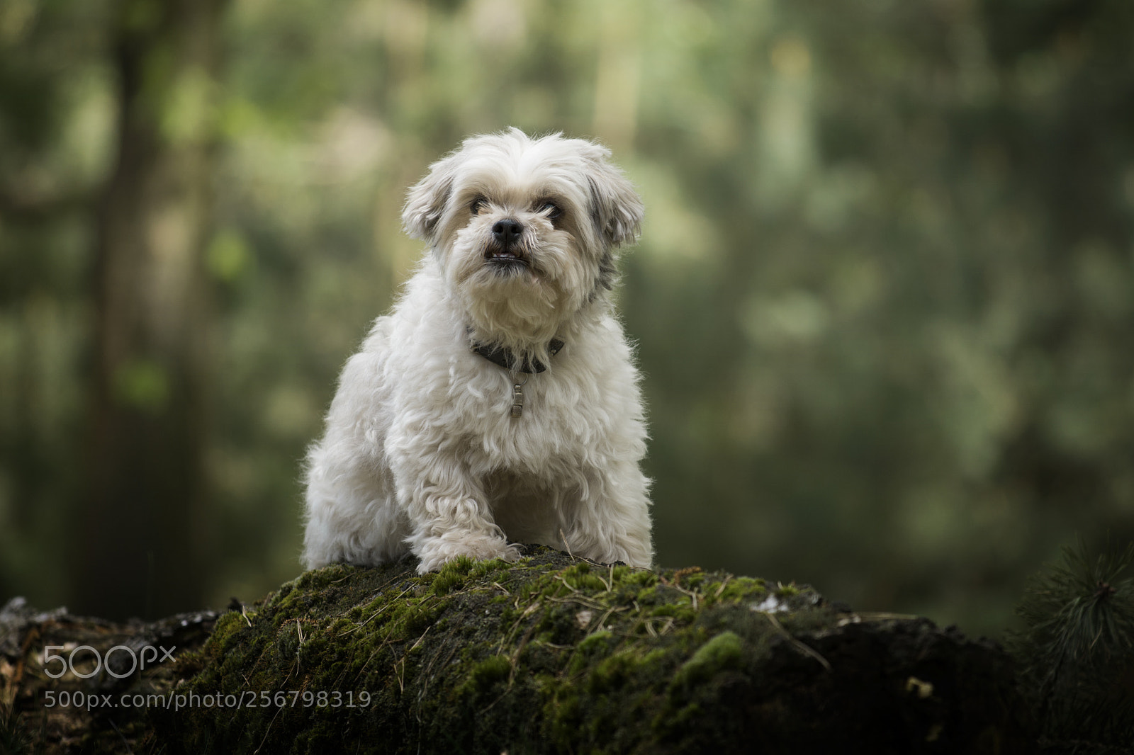 Nikon D7200 sample photo. Shiro in the forest photography
