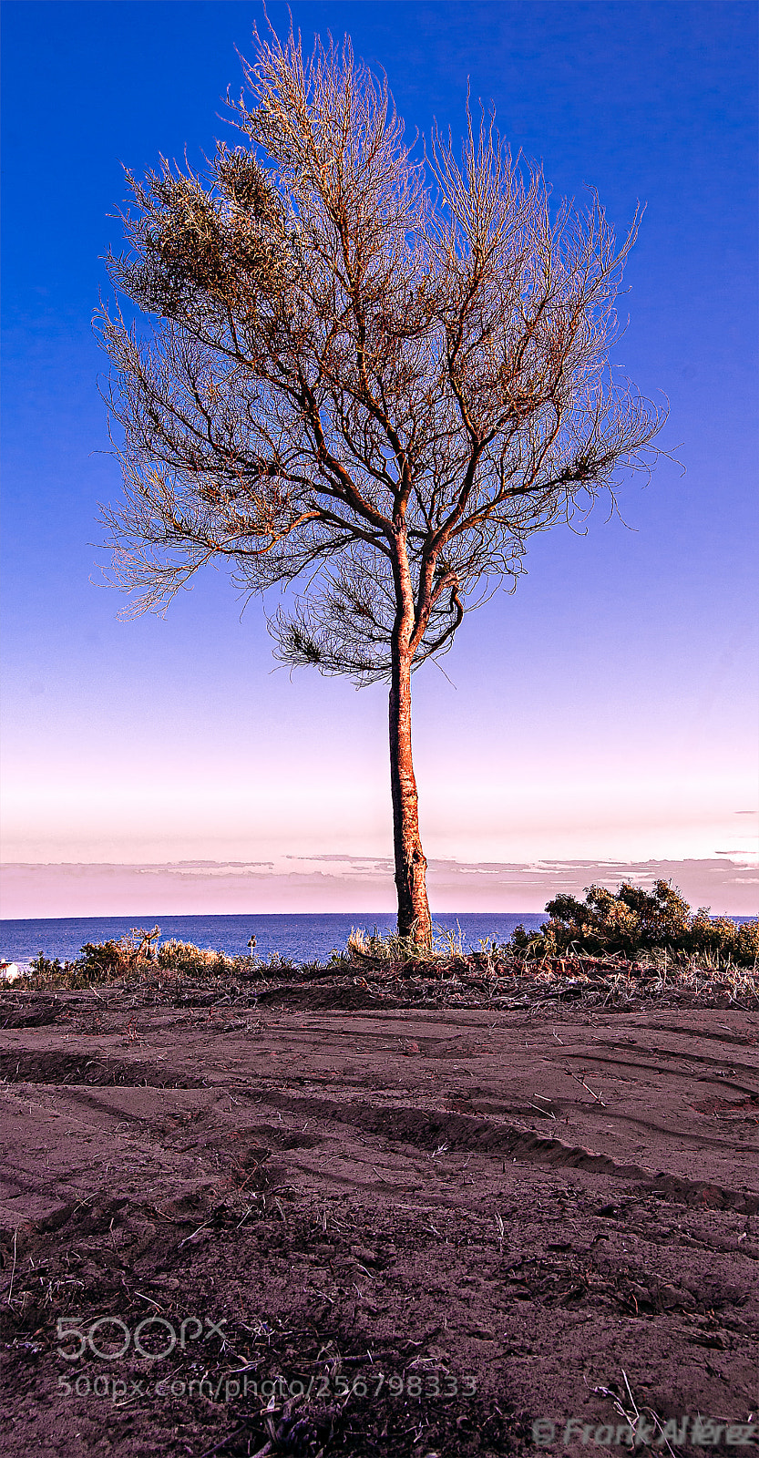 Nikon D3000 sample photo. Árbol solitario photography