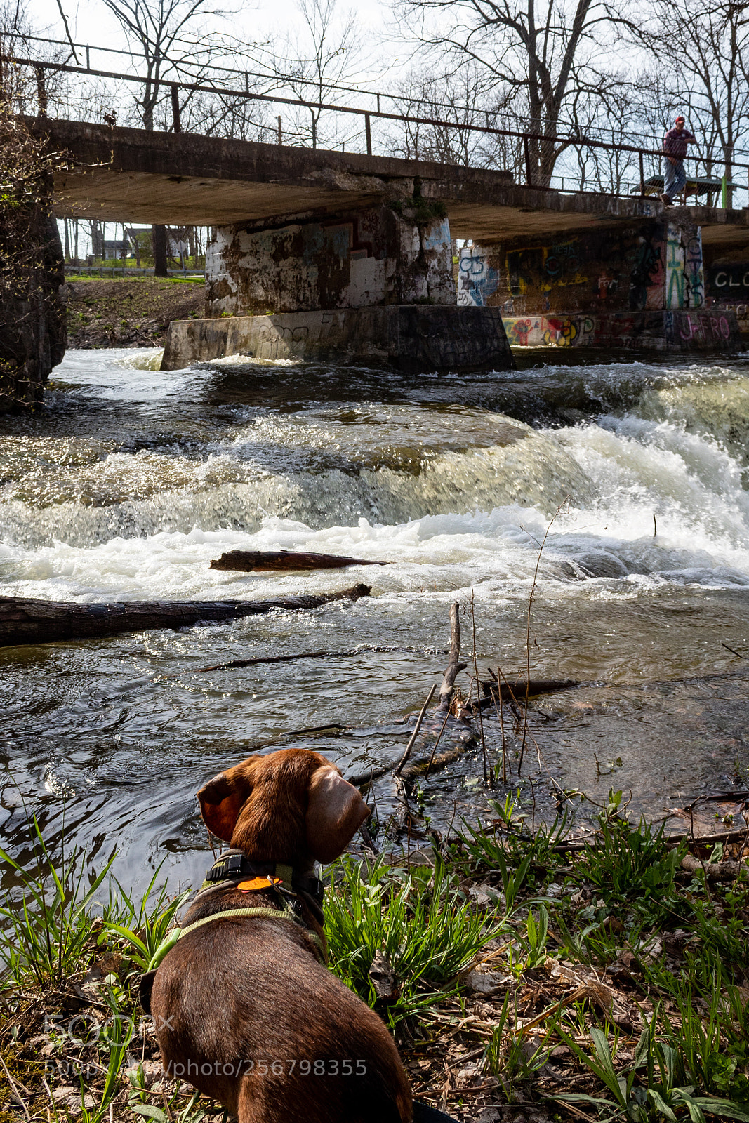 Canon EOS 1300D (EOS Rebel T6 / EOS Kiss X80) sample photo. Oscar and the falls photography