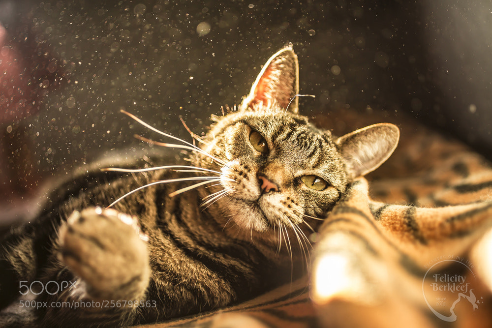 Canon EOS 6D sample photo. Dusty photography