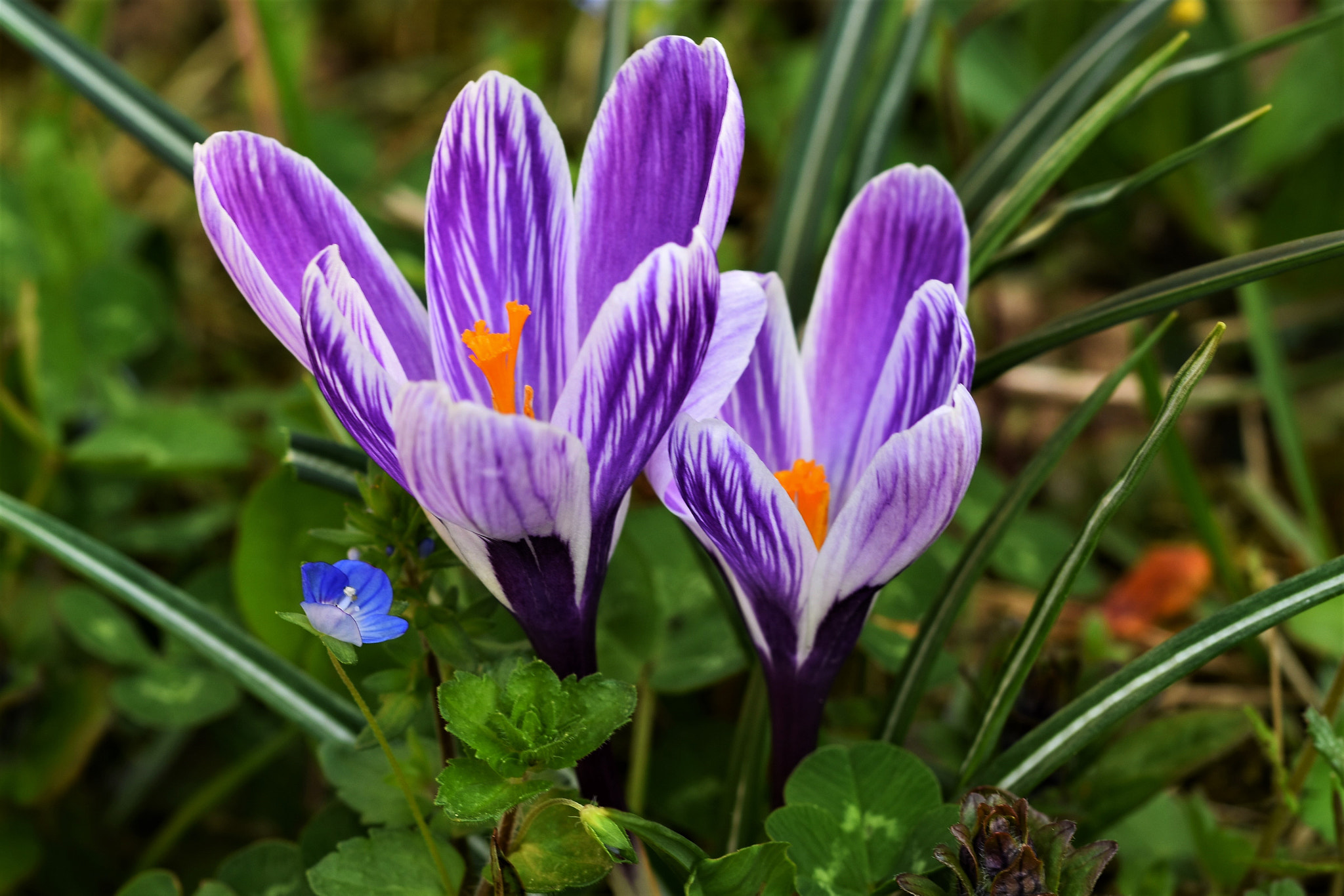 Sigma 105mm F2.8 EX DG OS HSM sample photo. Colors of spring photography