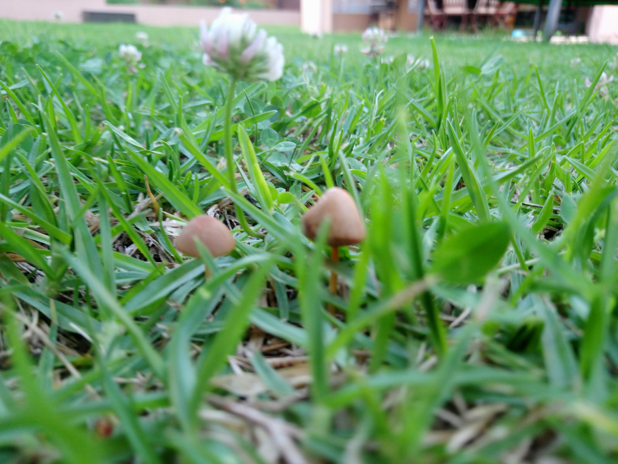 Sony Xperia XA1 Ultra sample photo