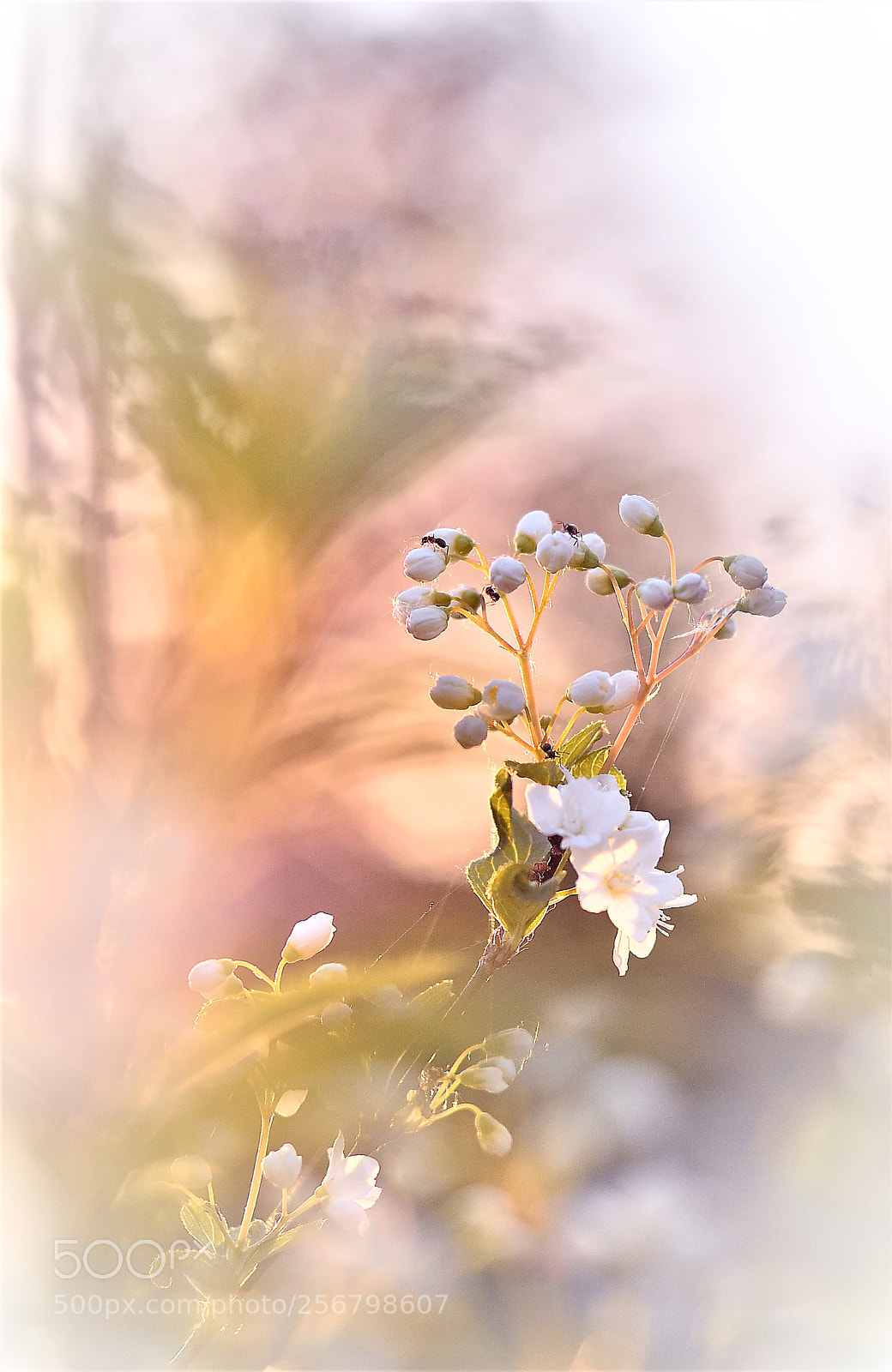 Nikon D7000 sample photo. Kopia photography