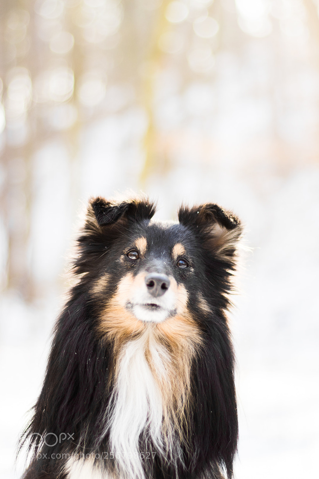 Canon EOS 7D Mark II sample photo. Mr. cute photography