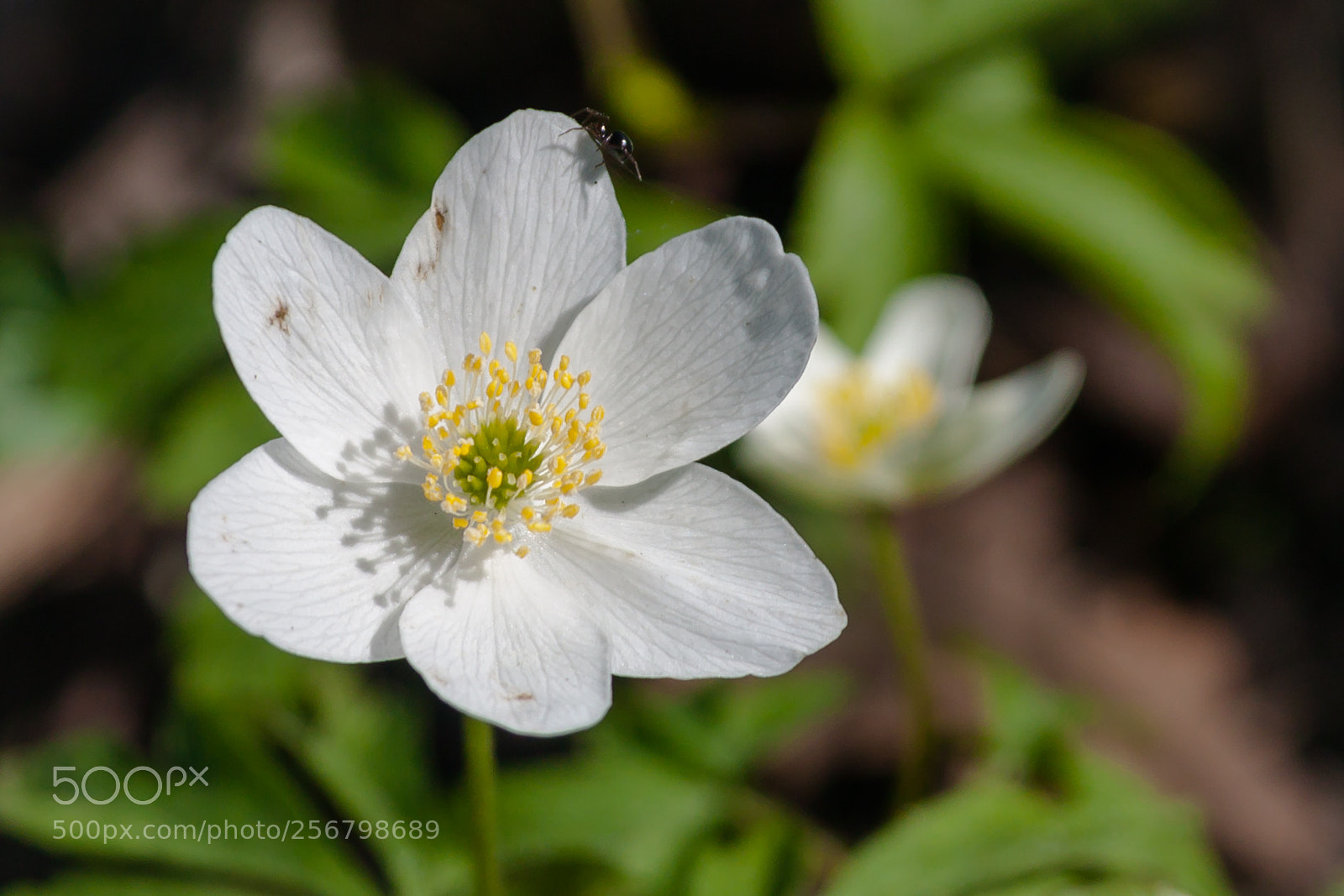 Canon EOS 500D (EOS Rebel T1i / EOS Kiss X3) sample photo. White blossom photography