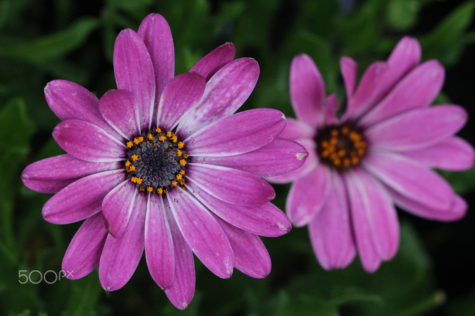 Canon EOS 650D (EOS Rebel T4i / EOS Kiss X6i) sample photo. Beautiful purple african daisy photography