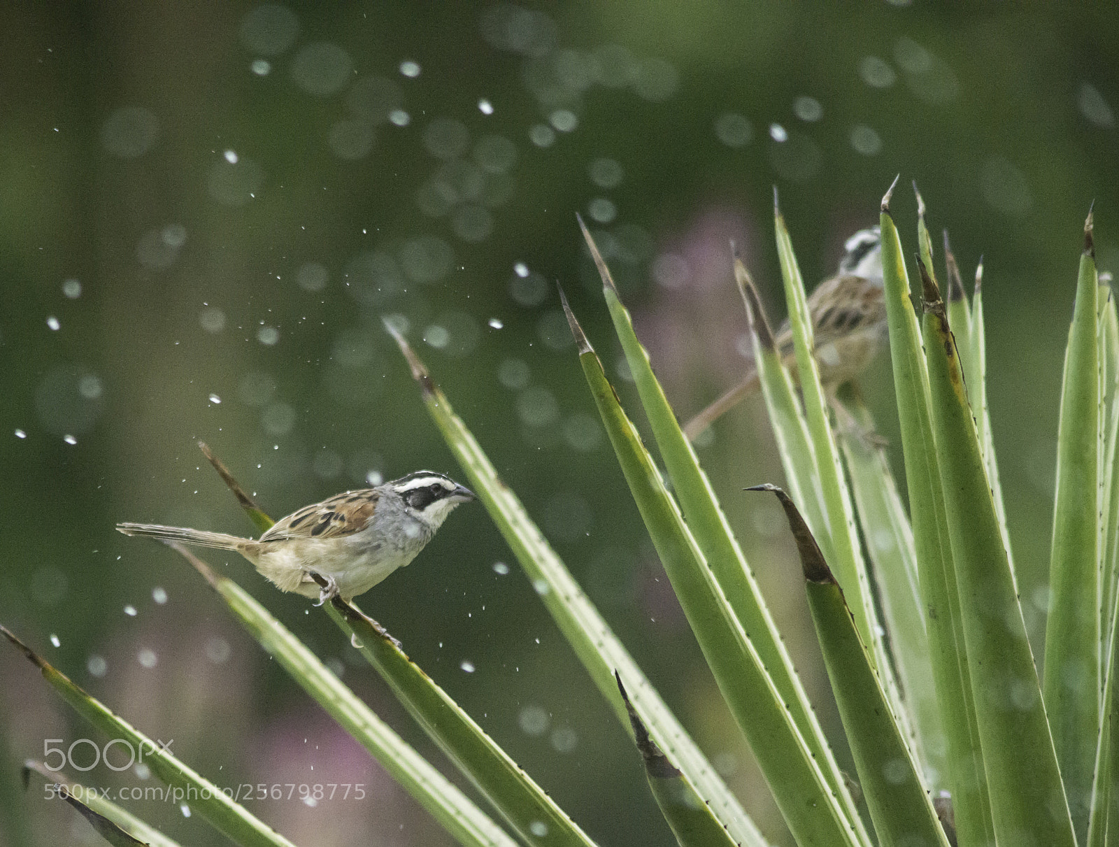 Nikon D800E sample photo. Baile de lluvia aimophilia photography
