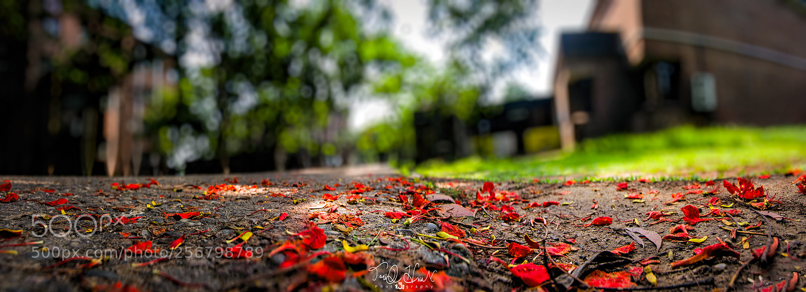Nikon D7100 sample photo. Flamboyant... photography