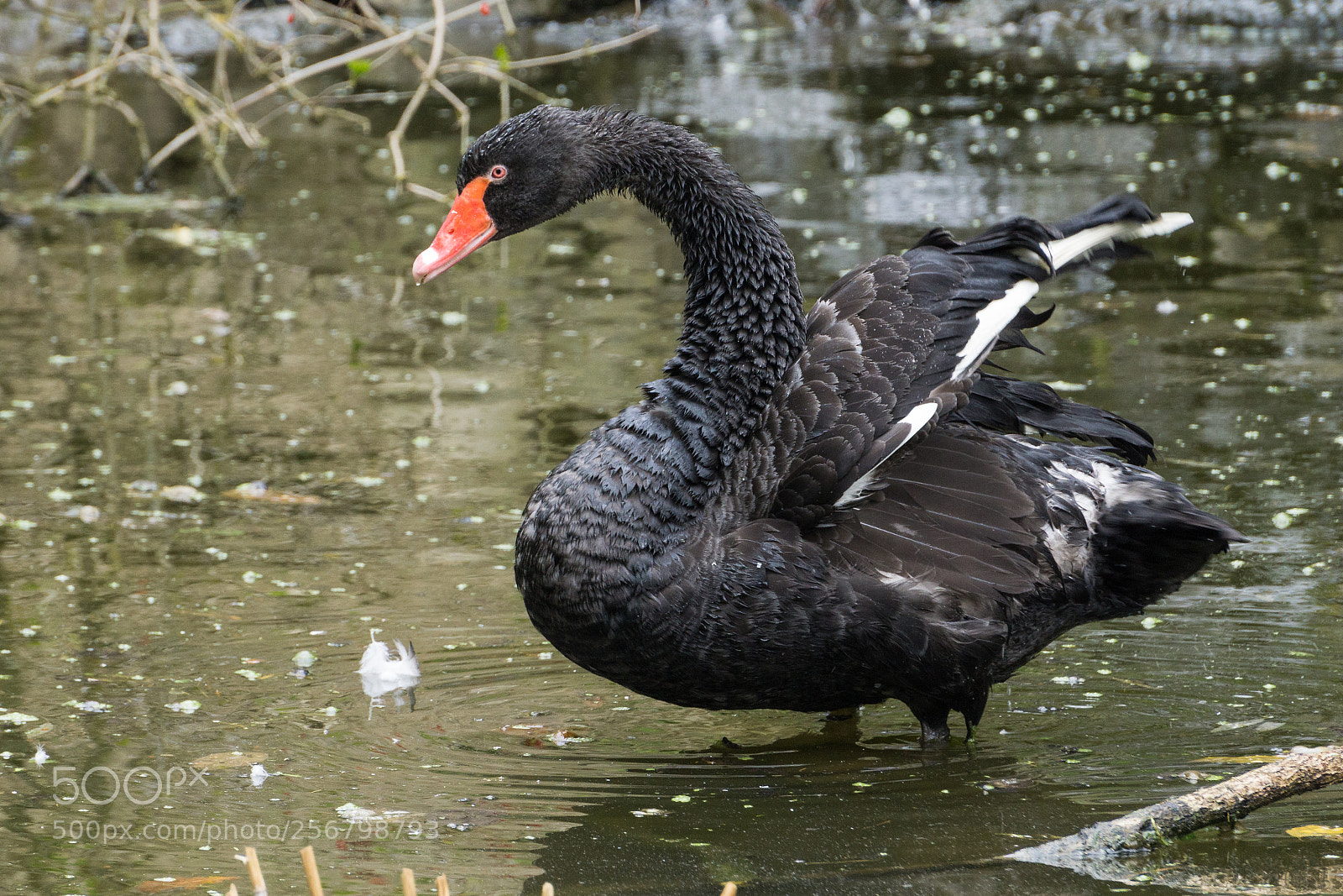 Sony a6000 sample photo. Black swan photography