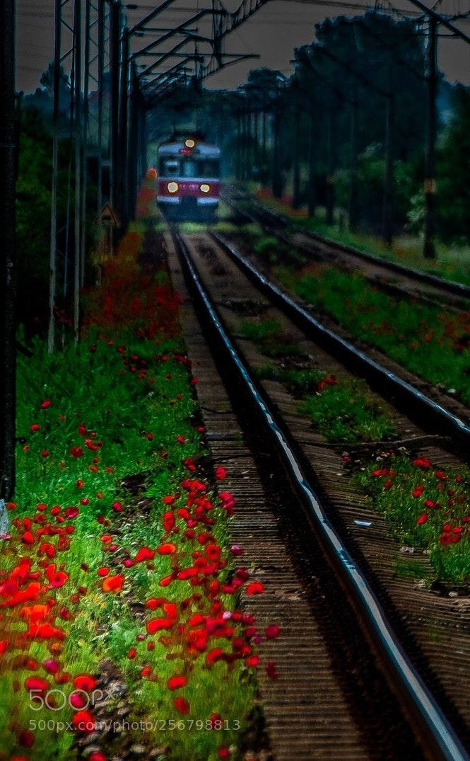 Nikon D80 sample photo. Untitled photography
