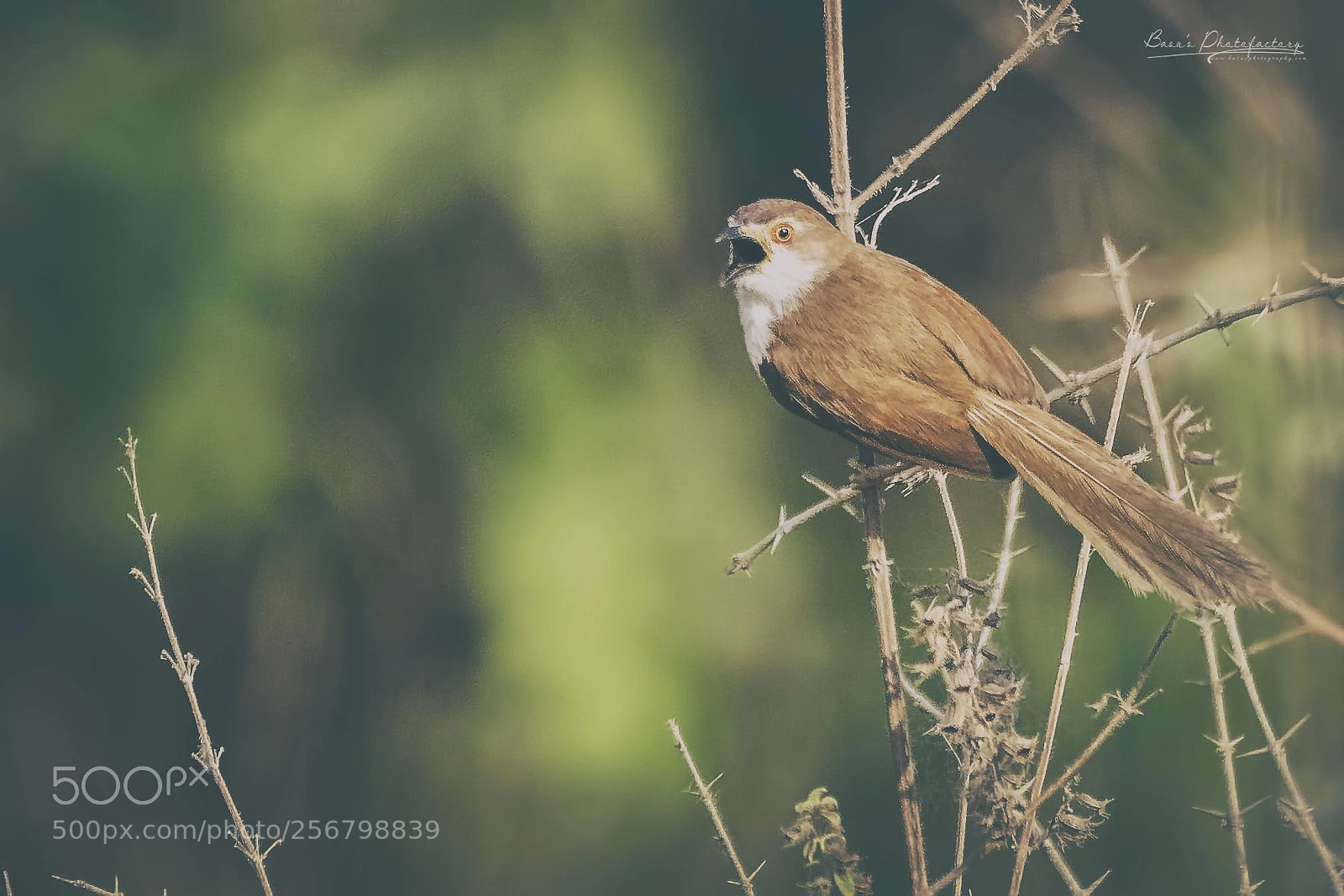Nikon D810 sample photo. Yellow eyed babbler photography