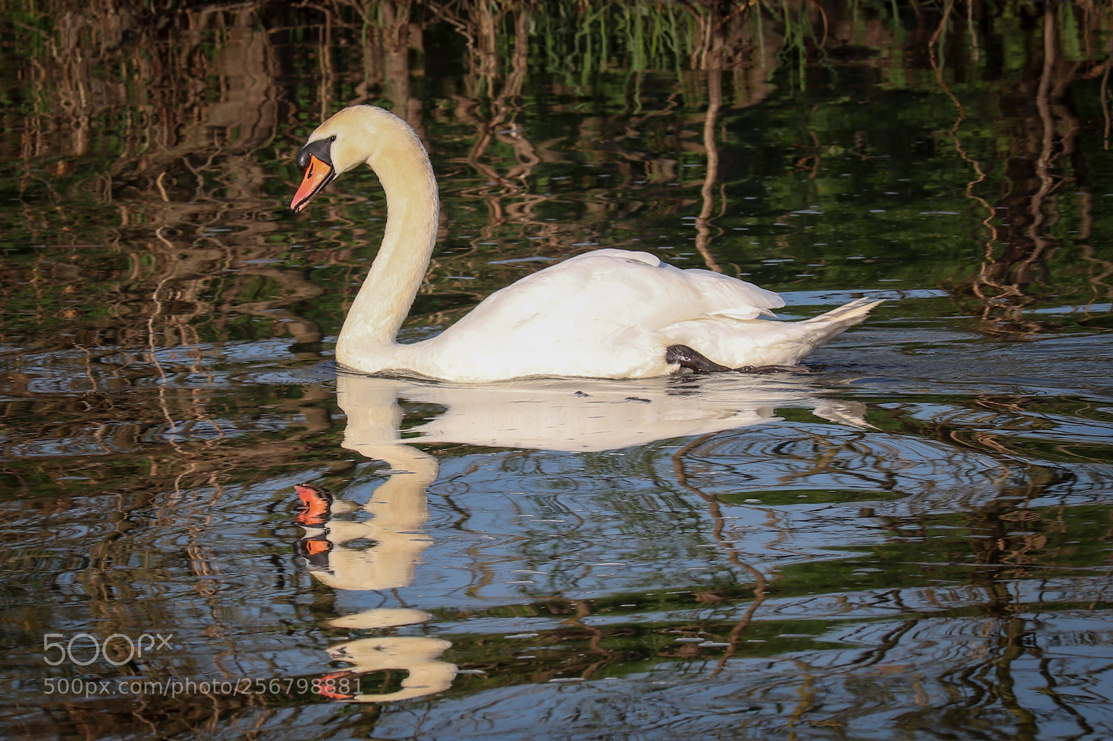 Canon EOS 200D (EOS Rebel SL2 / EOS Kiss X9) sample photo. Swan at sunset on photography