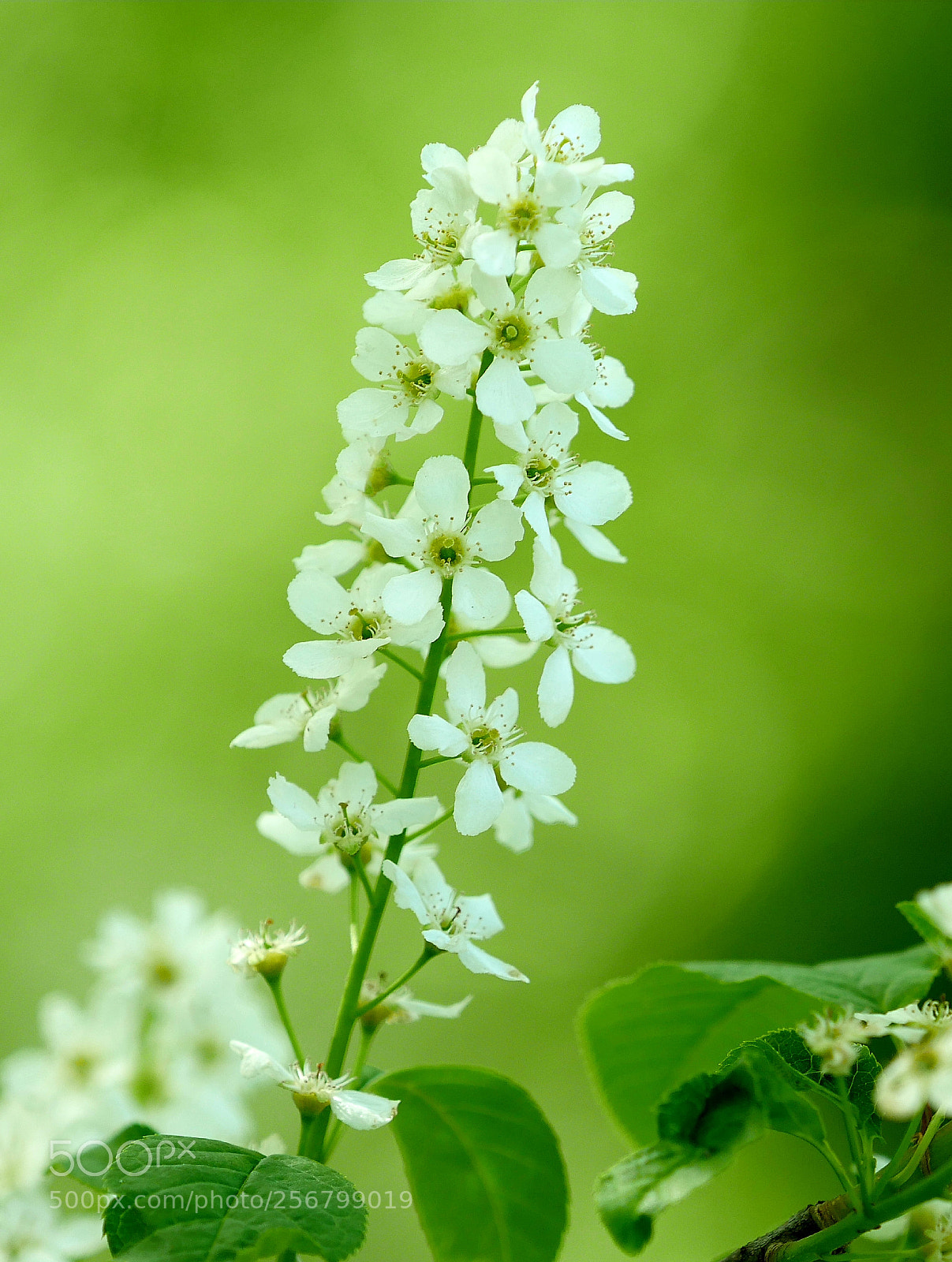 Panasonic Lumix DMC-GX8 sample photo. Flowers in blossom photography