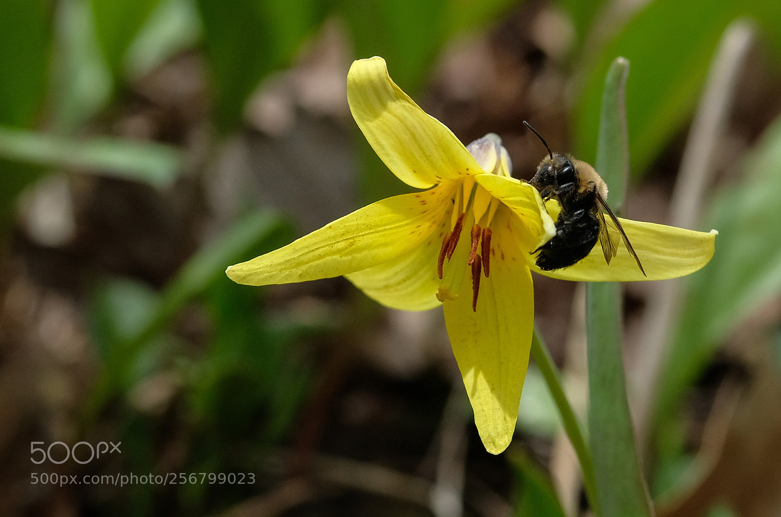 Fujifilm X-Pro2 sample photo. Trout lily & bee photography