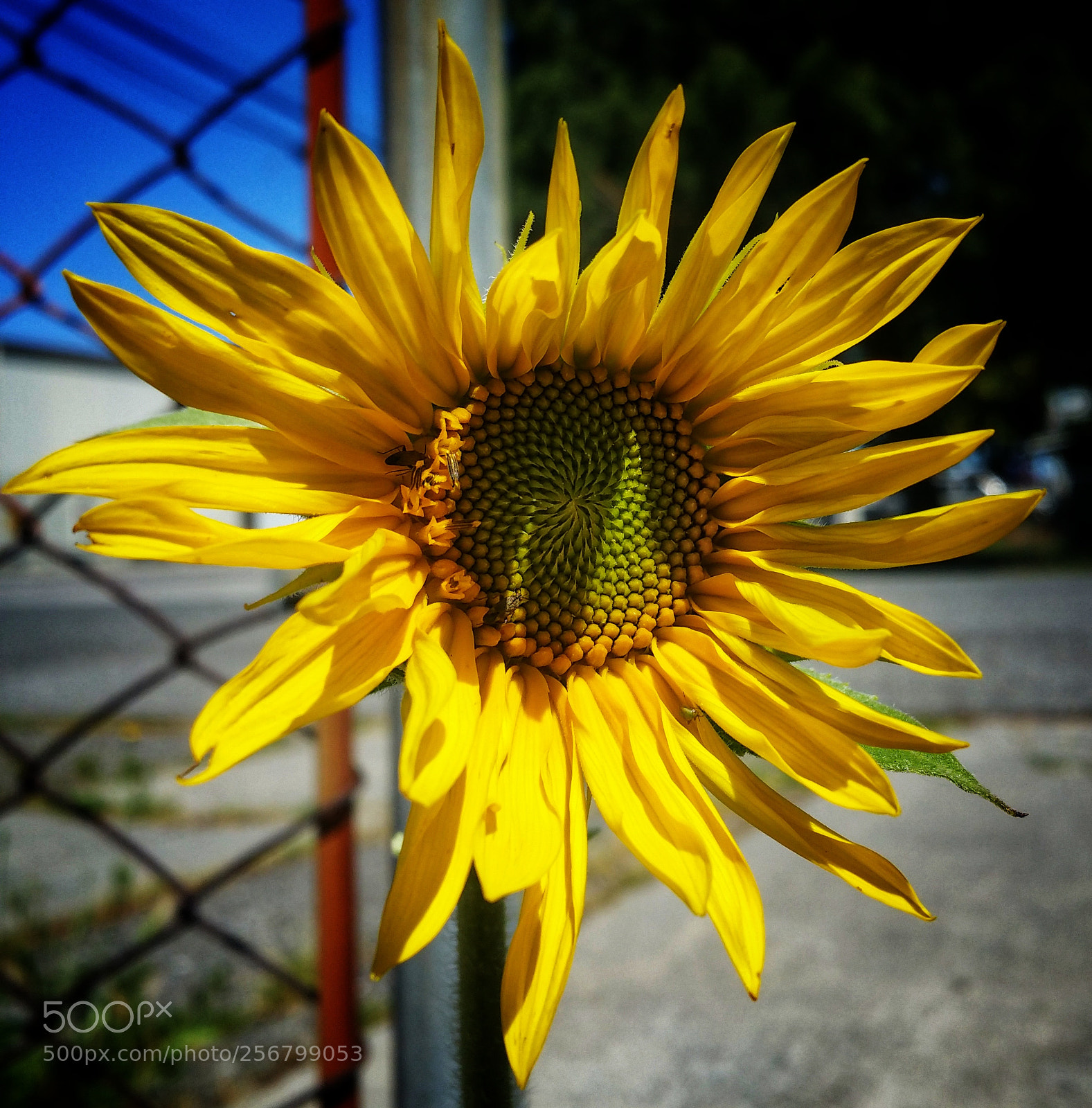 Samsung Galaxy Note4 sample photo. Wild sunflower photography
