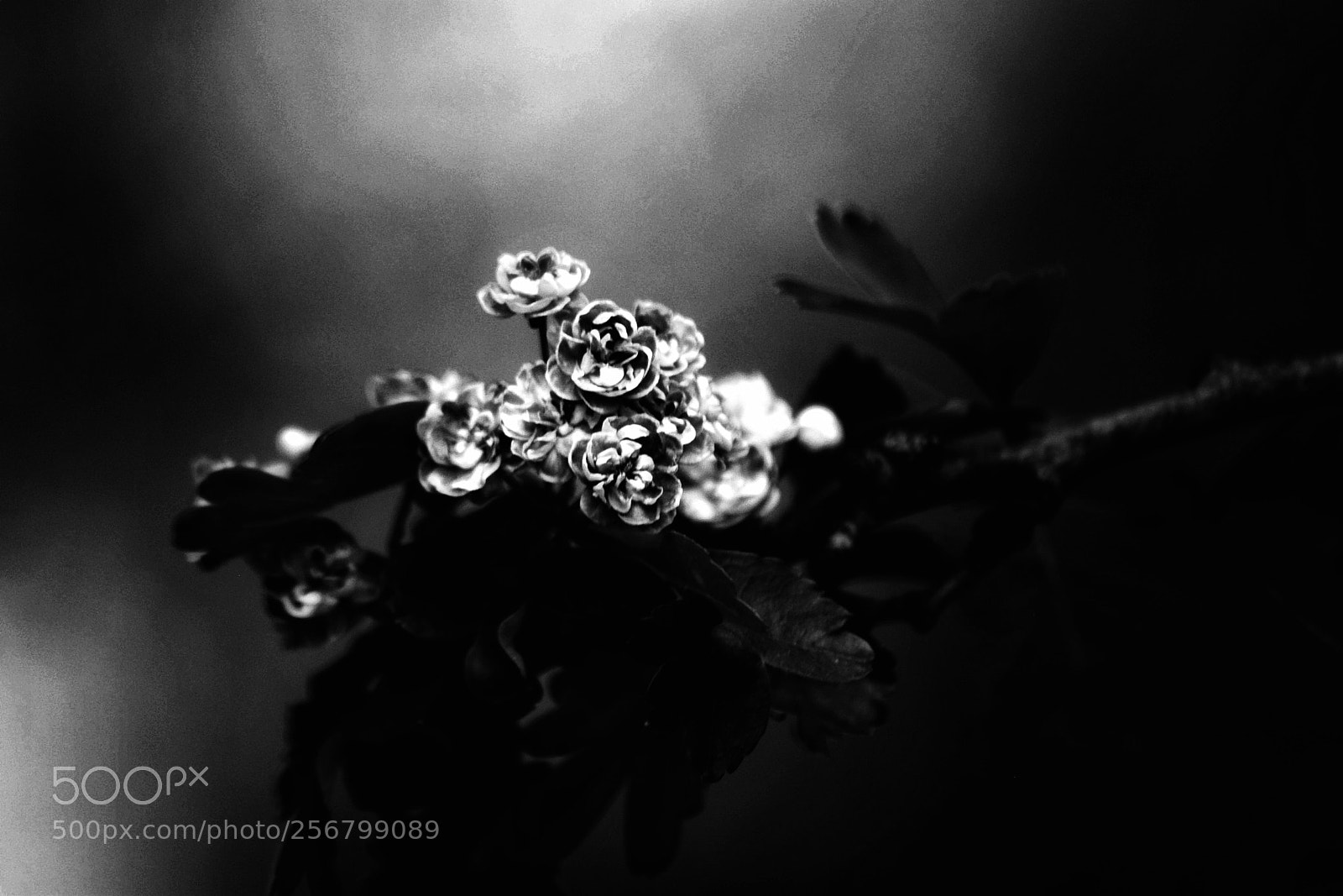Nikon D3300 sample photo. The dark white photography