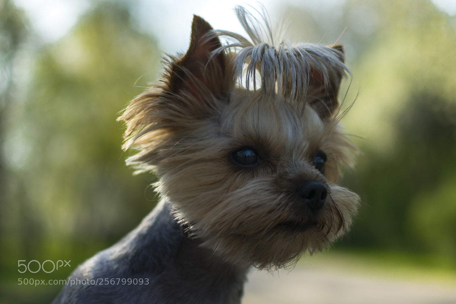 Nikon D3400 sample photo. Yorkshire terrier photography