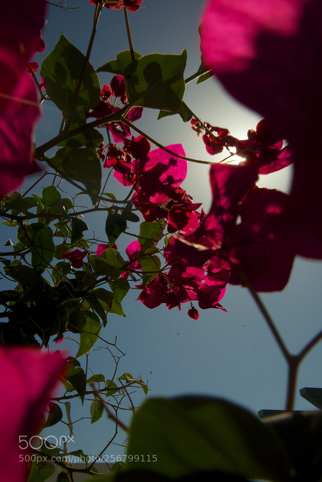 Nikon D60 sample photo. Version photography