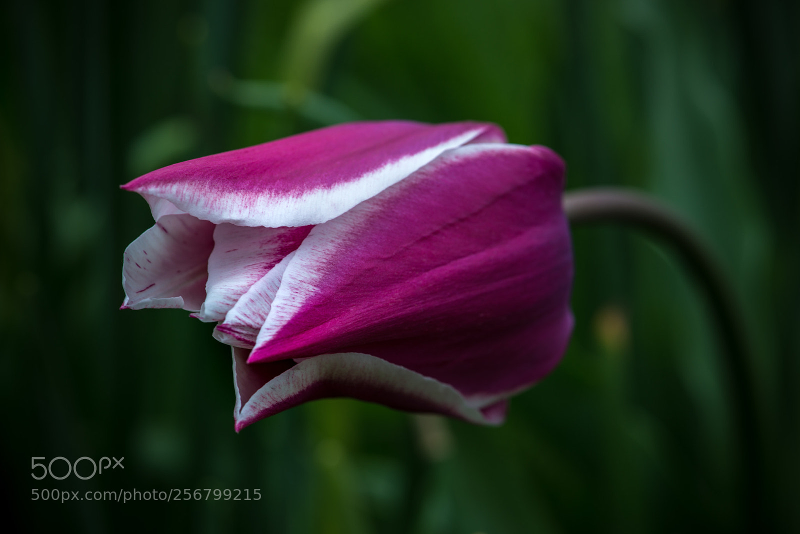 Nikon D800 sample photo. Tulip photography